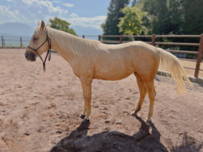 3j Palomino Qh Stute mit Top Pedigree, angeritten, Amelie Liegl, Horses For Sale, Eppan, Image 4