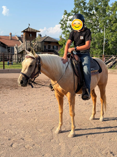 3j Palomino Qh Stute mit Top Pedigree, angeritten, Amelie Liegl, Horses For Sale, Eppan
