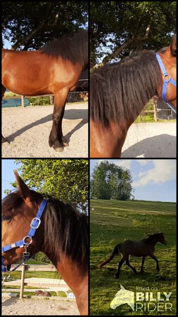 3-jährige Bardigiano Stute zu verkaufen, Melanie Gomm (s' Reiterhöfle), Horses For Sale, Oberstaufen, Image 8