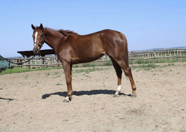 3-jährige wunderschöne englische Vollblutstute, Eniko mARKOS, Horses For Sale, Gyömrő, Image 5