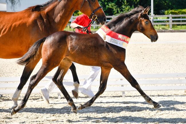 3-jährige Nachwuchsstute, Sines, Horses For Sale, Lömmenschwil