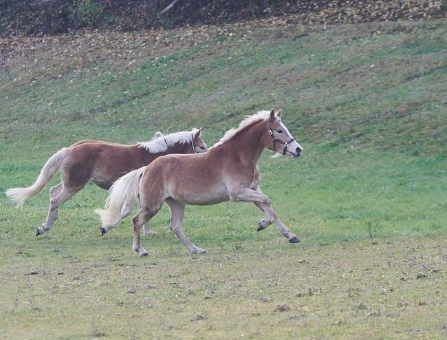 3 jährige Haflingerstute, Lisa Ruhdorfer, Horses For Sale, Kraig, Image 2