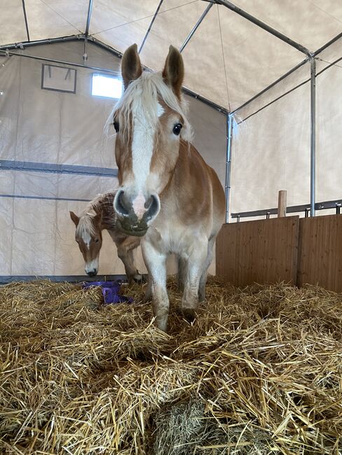 3 jährige Haflingerstute, Lisa Ruhdorfer, Horses For Sale, Kraig, Image 7