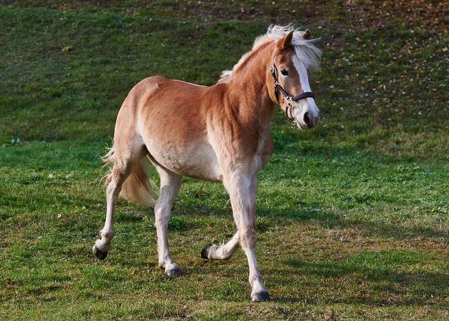 3 jährige Haflingerstute, Lisa Ruhdorfer, Horses For Sale, Kraig, Image 3