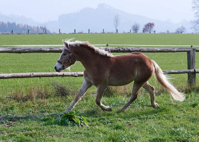 3 jährige Haflingerstute, Lisa Ruhdorfer, Horses For Sale, Kraig, Image 10