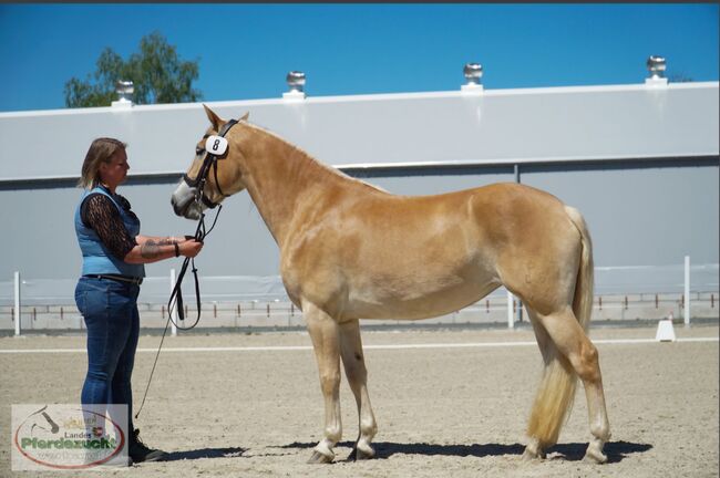 3jährige Haflingerstute (trächtig!), Carmen Theresiak, Horses For Sale, Kleblach-Lind