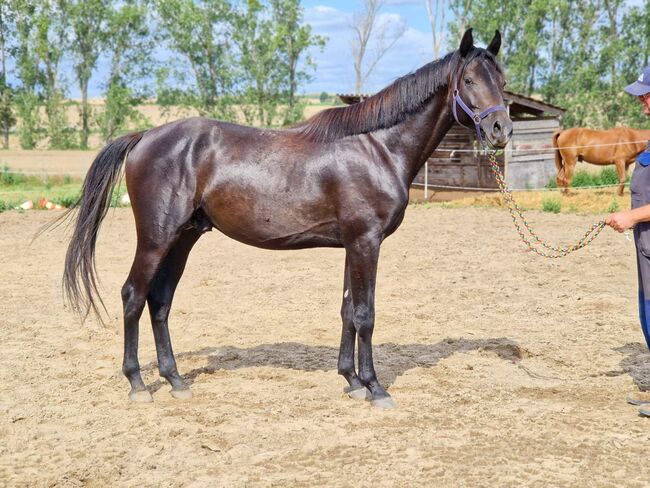 3jähriger Hannoveraner abstammend von Casino Berlin x Malachit xx, Pferdevermittlung Leus, Horses For Sale, Magdeburg, Image 4