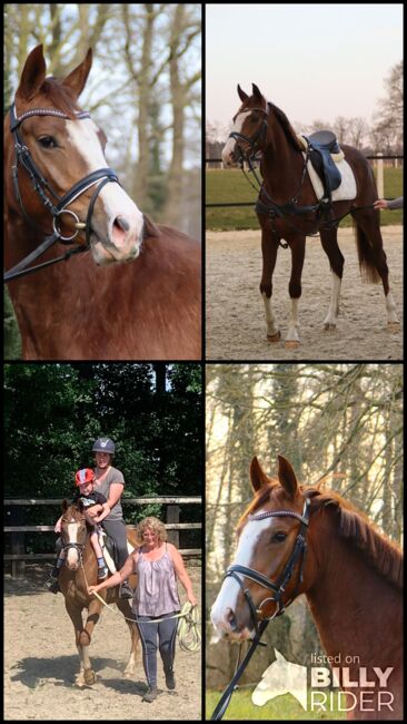 3 jährige Stute, Meyer, Horses For Sale, Lohne, Image 7