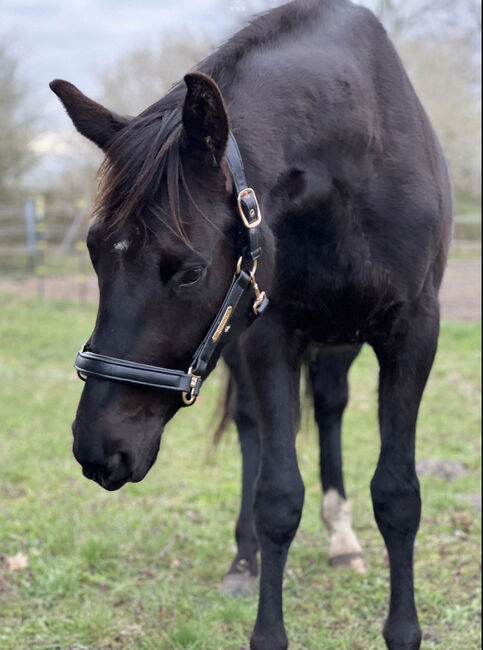 3 jährige Millenium Stute aus Desperados Stute, Amelie, Horses For Sale, Potsdam