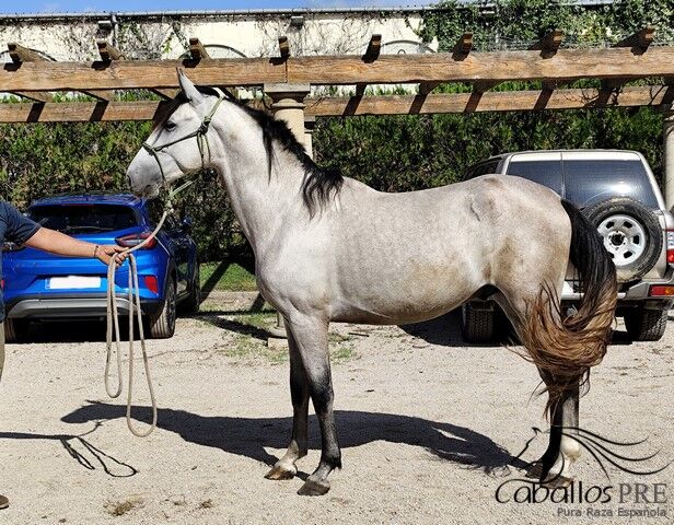 3 jähriger Nachkomme von Fer Bonachon x Fer Bago, Thomas Adams (Caballos PRE), Horses For Sale, Bell, Image 3