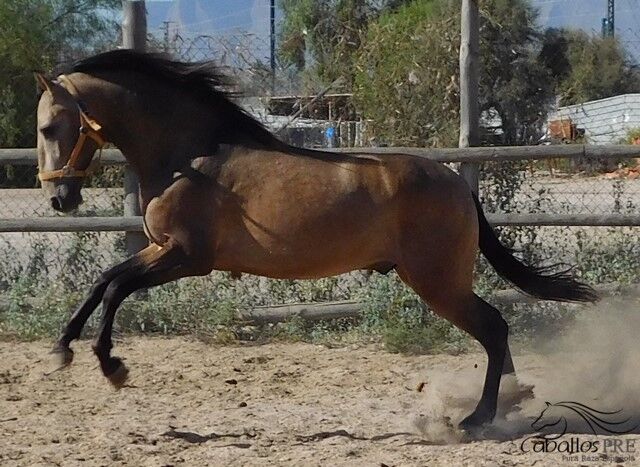 3 jähriger PRE Buckskin Hengst - 1.60 m - vom Züchter, Thomas Adams (Caballos PRE), Horses For Sale, Bell, Image 8