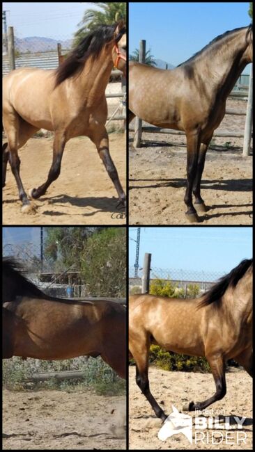 3 jähriger PRE Buckskin Hengst - 1.60 m - vom Züchter, Thomas Adams (Caballos PRE), Horses For Sale, Bell, Image 9