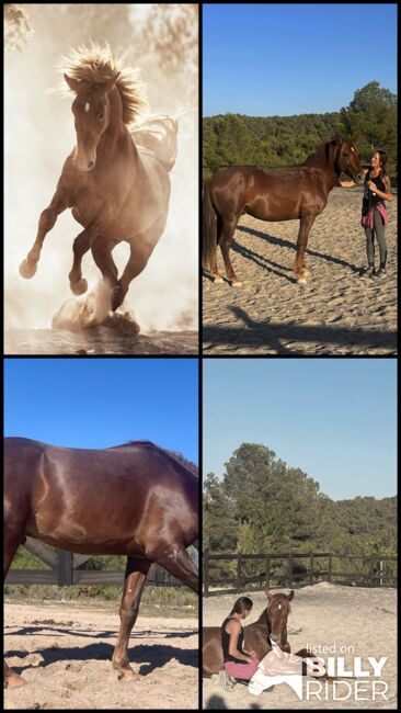 3 jähriger PRE Schokofuchs, Yeguada Trébol, Horses For Sale, Alcoy, Image 6