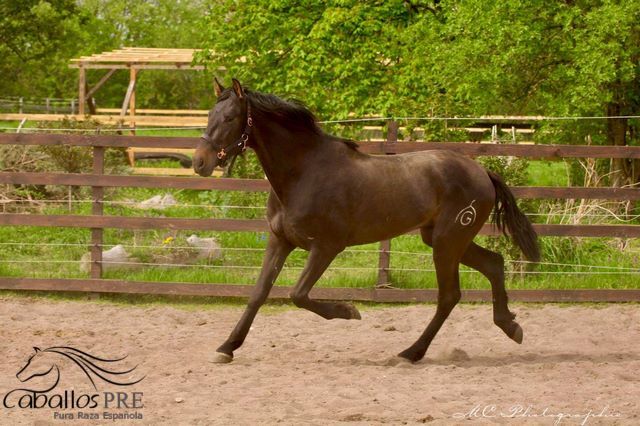 3 jähriger PRE Hengst - aktuell ca. 1.63 m - tolle Bewegungen, Thomas Adams (Caballos PRE), Horses For Sale, Bell, Image 5