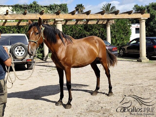 3 jähriger PRE Hengst - Fer Bonachon x Juglar XXVI, Thomas Adams (Caballos PRE), Horses For Sale, Bell, Image 5