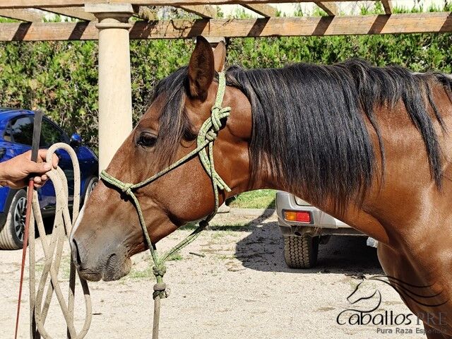 3 jähriger PRE Hengst - Fer Bonachon x Juglar XXVI, Thomas Adams (Caballos PRE), Horses For Sale, Bell, Image 3