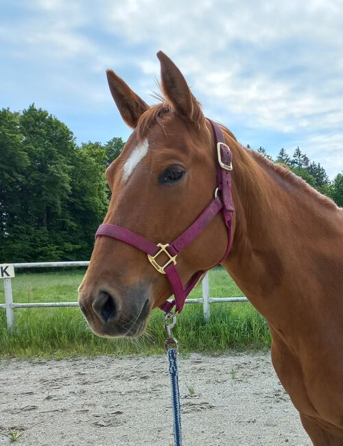 3 jährige Quarter Horse Stute, Sandra E., Horses For Sale, Ostermiething 