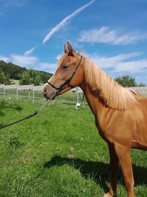 3 jähriger Reitpony Hengst, Marie, Horses For Sale, Kirchworbis 