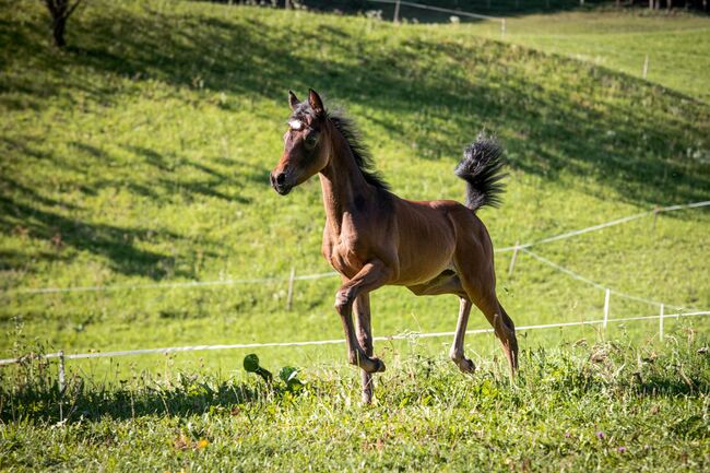 3-jährige Vollblutaraber Stute, Anneliese Steinauer, Horses For Sale, Opponitz, Image 2