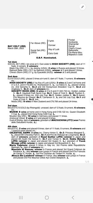 3 year old thoroughbred colt, stephen odea, Konie na sprzedaż, Galway