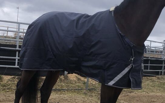 300g Outdoor Decke, Eu, Horse Blankets, Sheets & Coolers, Buch am Wald 