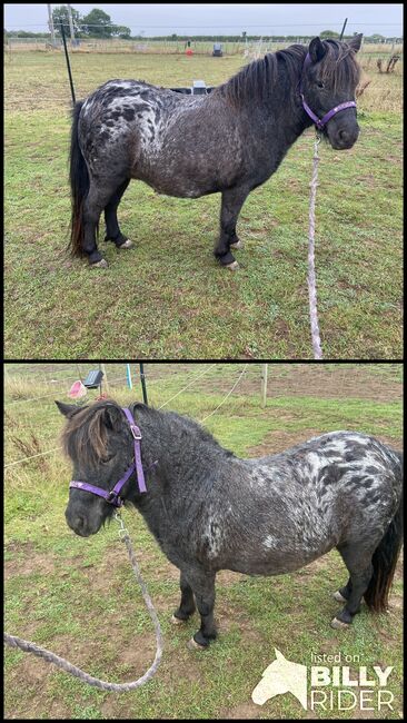 38” miniature spotted horse, Farrah Bennett, Horses For Sale, Wadworth Hill, Image 3