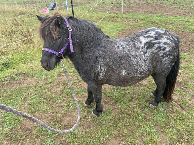 38” miniature spotted horse, Farrah Bennett, Konie na sprzedaż, Wadworth Hill, Image 2