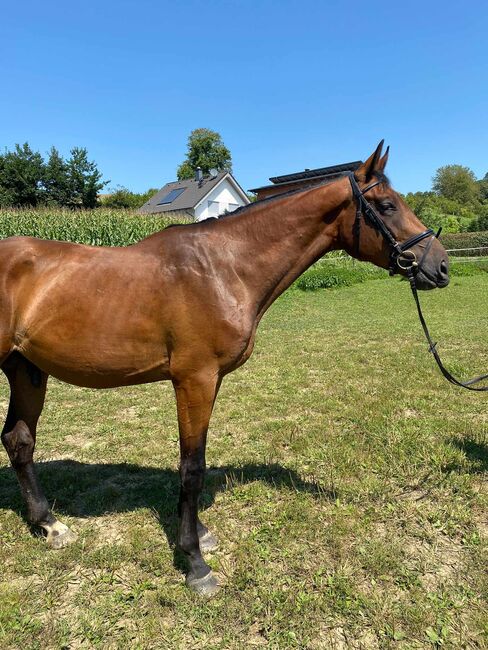 3j AWÖ Wallach zum Verkauf, Wagner Katharina , Horses For Sale, Breitenfeld an der Rittschein, Image 2