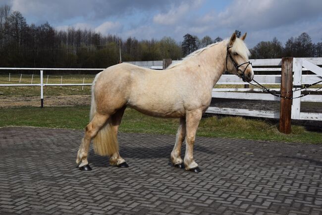 3j. Polnische Kaltblutmix Stute 1,62 Stm, Klara, Pferd kaufen, Chelmno