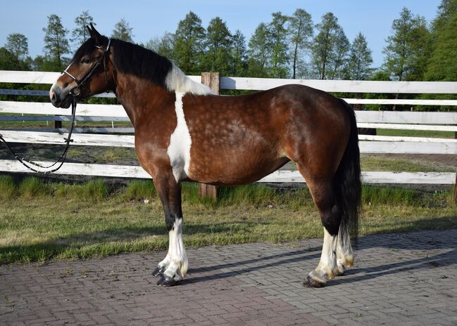 3j. Schecke Stute - 1,60 Stm - Barock Typ, Klara, Horses For Sale, Chelmno