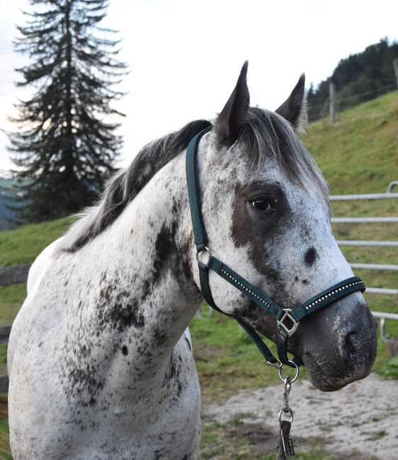 3j. Appaloosa Wallach zu verkaufen, Jasmin Gnehm , Horses For Sale, Gibswil, Image 3