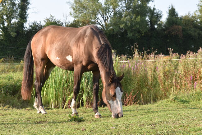 3yo gelding, Jade, Horses For Sale, Kildare 