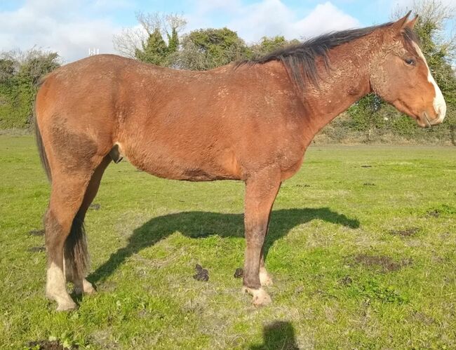 3yo gelding, Jade, Pferd kaufen, Kildare 