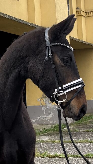 3yo hanoverian mare Fürst Samarant/Dancier, Magdalena Curila Dusak, Pferd kaufen, Beretinex, Abbildung 3