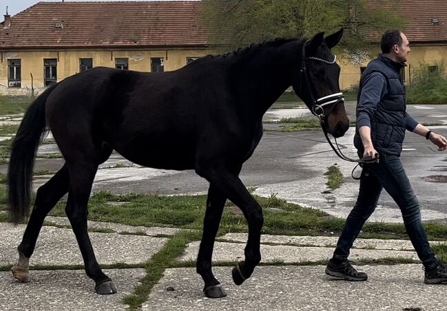 3yo hanoverian mare Fürst Samarant/Dancier, Magdalena Curila Dusak, Pferd kaufen, Beretinex, Abbildung 5