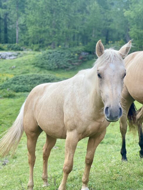 3j Palomino Qh Stute mit Top Pedigree, angeritten, Amelie Liegl, Horses For Sale, Eppan, Image 6