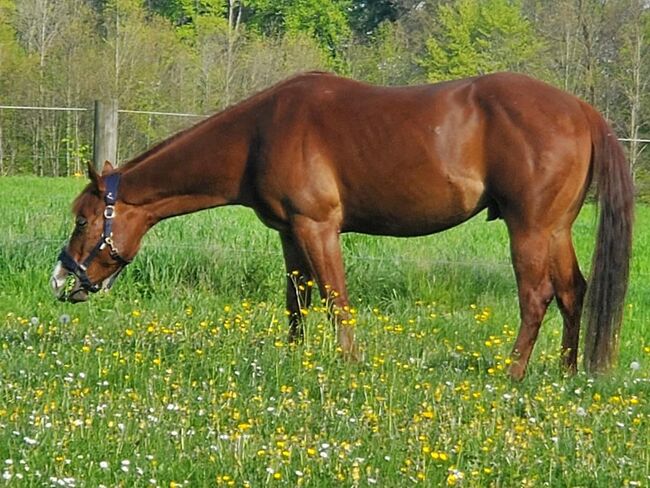 4.5 Jahre alten Quarter-Appaloosa Wallach, Harriet Simon, Pferd kaufen, Küsnacht ZH, Abbildung 3