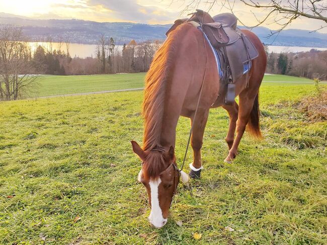 4.5 Jahre alten Quarter-Appaloosa Wallach, Harriet Simon, Horses For Sale, Küsnacht ZH