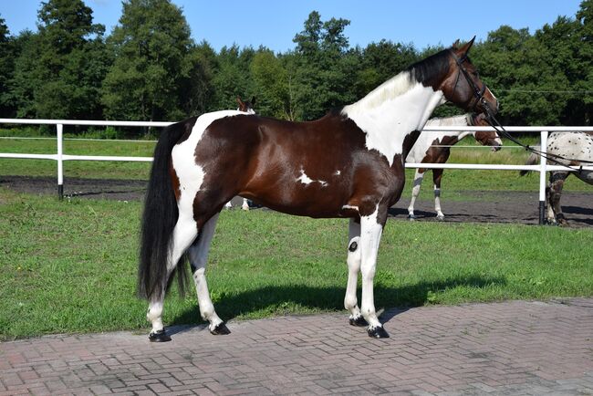 4,5j. j. Schecke Stute 1,67 - Allround Pferd! Springabstammung!, Klara, Horses For Sale, Chelmno