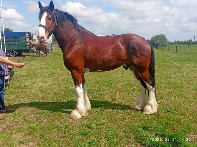 4- és Honvéd 45, Kovács János , Equestrian Properties, Békéscsaba 
