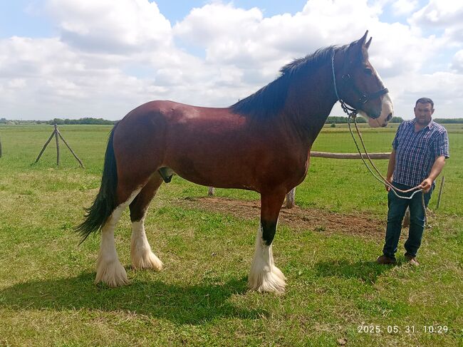 4- és Honvéd 45, Kovács János , Equestrian Properties, Békéscsaba , Image 3
