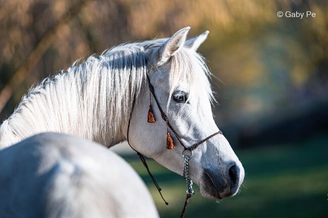 4 J. Vollblutaraber Stute, Pony, Freizeitpferd, Luca, Horses For Sale, Meinersen