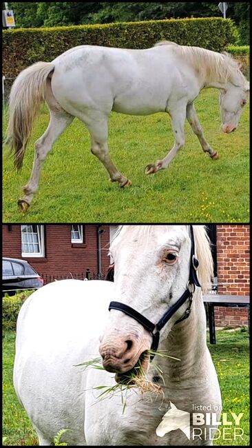 4 jähriges Traumpferd zu verkaufen, Wida Franken , Horses For Sale, Ihlow, Image 3