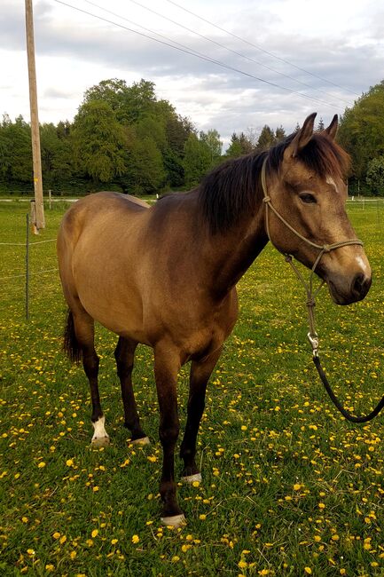4jährige Falbstute Bodenarbeit, Doris Landerdinger , Horses For Sale, Uttendorf