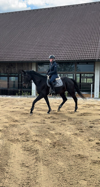 4 jährige Stute zu verkaufen, Carina Ehrentraut, Horses For Sale, Perg