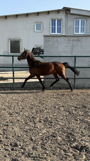 4 jährige Oldenburger Springpferd Stute, Leonie Sophie Gensbichler , Horses For Sale, Wien  