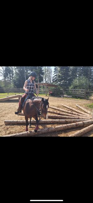 4 jähriger Quarter Horse Wallach, Anja Helmel, Horses For Sale, Sankt Willibald , Image 10