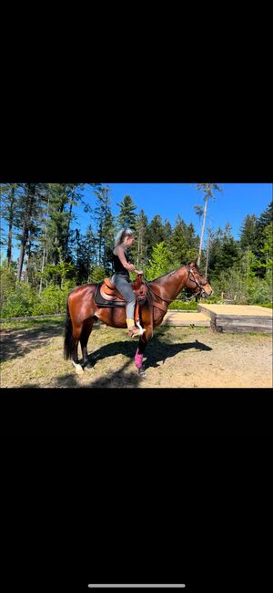 4 jähriger Quarter Horse Wallach, Anja Helmel, Horses For Sale, Sankt Willibald , Image 5