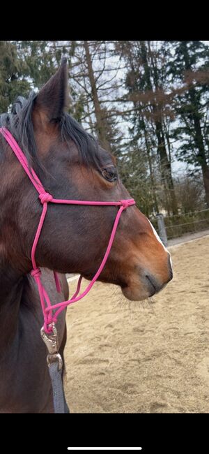 4 jähriger Quarter Horse Wallach, Anja Helmel, Horses For Sale, Sankt Willibald , Image 12