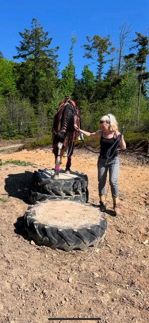 4 jähriger Quarter Horse Wallach, Anja Helmel, Horses For Sale, Sankt Willibald , Image 4
